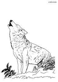 Printable wolf coloring pages collection. Wolves Coloring Pages Free Printable Wolf Coloring Sheets