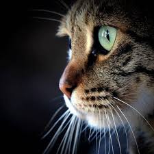 Beautiful More Luveurpet Com Cats Animals Animallovers Catlovers Hayvan Fotografciligi Guzel Kediler Sevimli Kediler