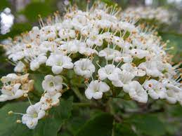 Viburnum Lantana Lantana Viburnum Plants