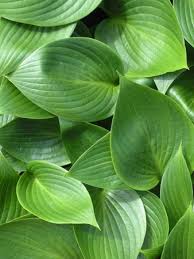 Blue Sky Nursery Hosta Hosta Devon Green Tropical Garden Plants Hostas Colorful Garden