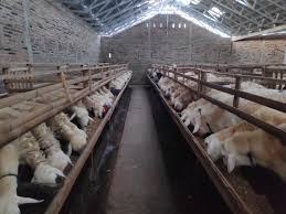 Maybe you would like to learn more about one of these? Jual Domba Murah Klaten Dan Tips Menjaga Kandang Domba Ternak Agar Bersih Doaz Farm Satu Lagi Dari Paz