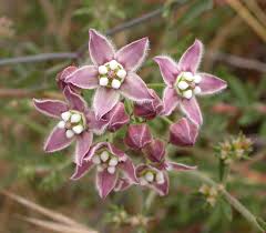 Image result for Marsdenia cynanchoides
