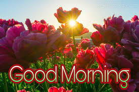 See more ideas about good morning images, best wishes messages, good morning. 101 Good Morning Images With Beautiful Flowers 2021 Best Status Pics