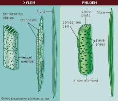 Check spelling or type a new query. Xylem Definition Location Function Facts Biology Plants Biology Lessons Biology Classroom