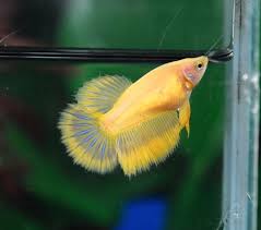 Bettas are egg layers, so they don't get pregnant. Yellow Female Betta Fish She S A Pretty Girl Females Used To Be Left Drab And Uncolorful But Breeders Are Changing That On Betta Betta Fish Tank Betta Fish