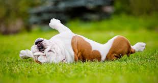 Why Do Dogs Roll In Grass When You Take Them Outside Canine Cancer Lymphoma In Dogs Dogs