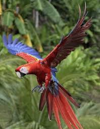 Beautiful Birds In Flight Images Pin By Carol Christ On Allatok Madarak Cicak Kutyak Parrot Beautiful Birds Jungle Birds