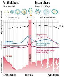 Wir erklären ihnen alles, was sie über das thema der fruchtbaren tage einer frau wissen müssen. Weiblicher Zyklus Wann Sind Die Fruchtbaren Tage Naturliche Familienplanung Familienplanung Verhutung Frauenarzte Im Netz Ihr Portal Fur Frauengesundheit Und Frauenheilkunde
