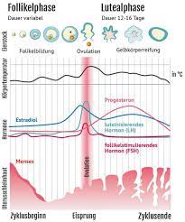 Weiblicher Zyklus – Wann sind die fruchtbaren Tage? » Natürliche  Familienplanung » Familienplanung & Verhütung » Frauenärzte im Netz - Ihr  Portal für Frauengesundheit und Frauenheilkunde »