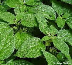 Image result for Laportea alatipes