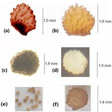 Image result for Brachychloa schiemanniana
