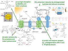 photosynthesis photosynthesis and cellular respiration photosynthesis lessons