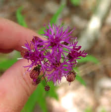 Image result for Vernonia melleri