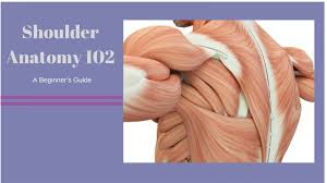 It provides structural support between the shoulder and rest of the skeleton, and is one of the most frequently fractured bones in the body. Shoulder Anatomy 102 A Beginner S Guide To The Major Muscles Of The Shoulder Girdle Yogauonline