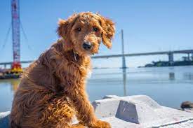 There are no hypoallergenic dog or cat breeds! Goldendoodle Golden Retriever Poodle Mix Info Pics Traits Doggie Designer