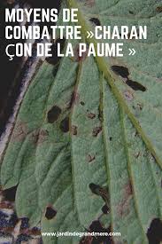 Moyens De Combattre Charancon De La Paume Charancon Rouge Jardinage Conseils De Jardinage