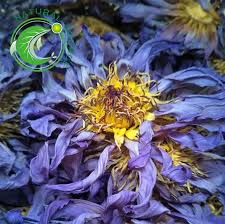 Bunga tunjung biru is on facebook. Cari Terbaik Bunga Tunjung Biru Produsen Dan Bunga Tunjung Biru Untuk Indonesian Market Di Alibaba Com