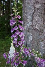 Deer eat high quality foods. Love Our Foxglove Flowers Finally Something That The Deer And Bunnies Don T Eat Deer Resistant Garden Deer Resistant Plants Orchid Plants