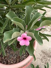 Image result for Adenium boehmianum