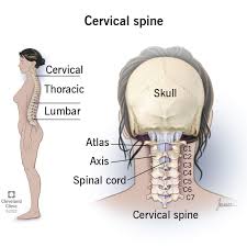 Medical illustration related to the cervix and cervical disorders in gynecology