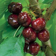 Apr 08, 2018 · the black cherry or prunus serotina is a species in the subgenus padus with beautiful flower clusters, each separate flower attached by short equal stalks and called racemes.all cherries in the. Regina Cherry Tree Fruit Tree Nursery Turkey