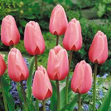 Pink flowers that grow from bulbs. Darwin Hybrid Tulip Bulbs Pink Impression Fall Flower Bulbs Eden Brothers