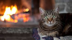We've got a list of the best heated cat bed options here. Cold Weather Cat Care Winter Cat Care Medivet