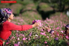 Yasemin cantekin नाम के लोगों की प्रोफ़ाइल देखें. Cagir Yar Gelsin Siiri Mahmut Cantekin Edebiyatdefteri Com