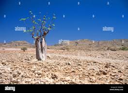 Image result for Cyphostemma hermannioides