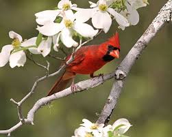 North Carolina State Bird And Flower State Birds Dogwood Trees Dogwood Branches