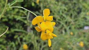 Image result for Smithia