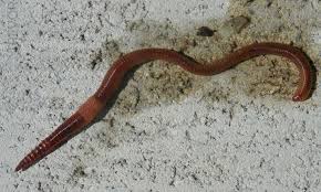 Earthworms are a type of segmented worms that make up the class oligochaeta. What Kind Of Worms Should I Compost With Epic Gardening