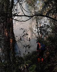 Kawasan ini berudara sejuk dan masih sangat asri. Karhutla Gunung Ciremai Padam Area Terdampak Seluas 190 Hektare Kumparan Com