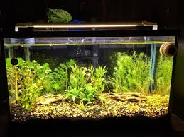 Viewer Customer Tank Auzy11 This Is My 10 Gallon Tank With All Your Plants Light And Growth Juice Viewertank Customer Planted Aquarium Bitki