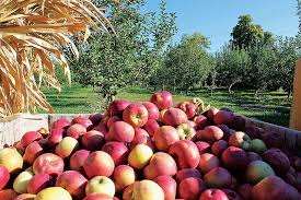 The hudson valley farmer's market is open daily from 9 a.m. Apple Picking Season Begins Festivals Orchards And More