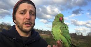 Indian Ringneck (@indianringneck) • Facebook