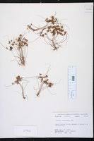 Image result for Cyperus cuspidatus