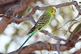 budgerigar wikipedia