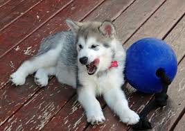 Maybe you would like to learn more about one of these? How Much Should You Pay A Pet Sitter Pethelpful