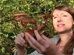 Nature and Geopark TERRA.vita : TERRA.funga