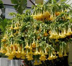 Image result for Brugmansia
