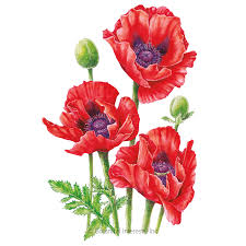 Once you check out anything beyond that in regards to poppy, she's an enigma with a rabbit hole for those who. Poppy Oriental Brilliant Poppy Seeds Sustainable Organic Q8