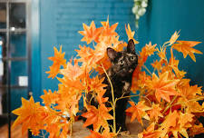 Play with 20+ Adoptable Cats!