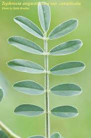 Image result for Tephrosia aequilata