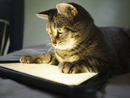 I dont have a car. Free Apps For Cats Petfinder