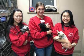 From animal shelter volunteer opportunities to wildlife conservation work, discover ways to volunteer with animals how and where to find animal volunteer opportunities near you. Volunteer At North Shore Animal League America Animal League