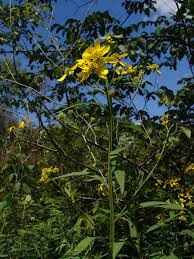 Image result for Gutenbergia polycephala