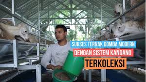Dalam beternak kambing, kita mengenal ada beberapa penyakit yang sering menyerang kambing. Jitu Ternak Kambing Sederhana Tanpa Kandang Tanpa Ngarit Tanpa Pakan Permentasi By Satria Alam