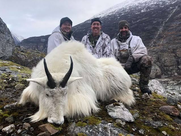 Mountain Goat - Glacier Guides