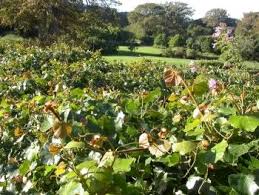 Image result for Rhoicissus tomentosa